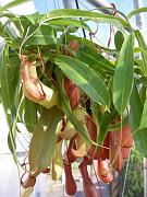 Nepenthes x ventrata